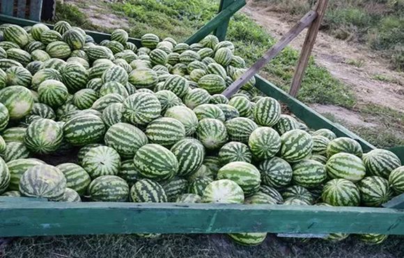 تصویر 4 از خرید و قیمت هندوانه بیضی صادراتی + فروش عمده